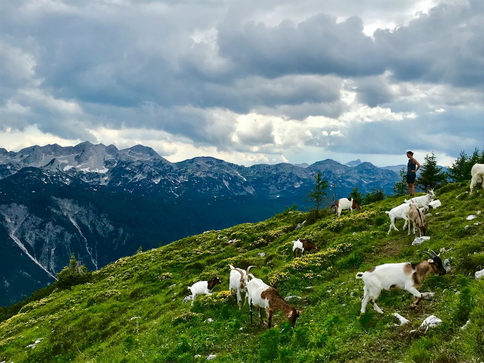 Gaots and Mountains