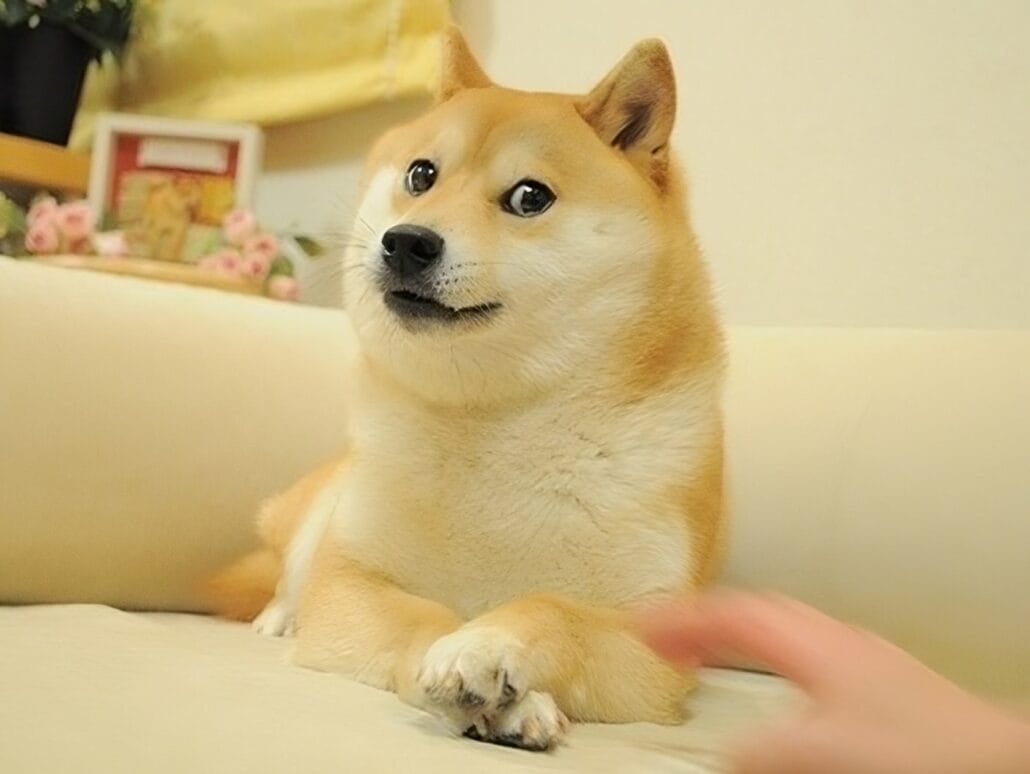 Original Doge Meme upscaled