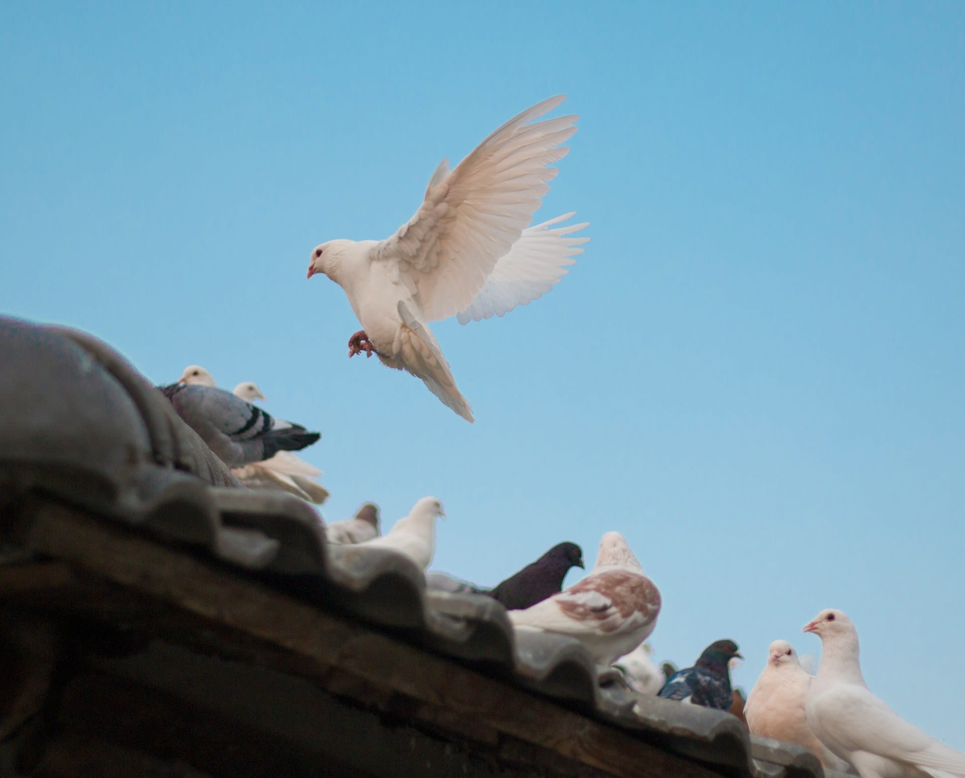 Pigeons Messengers Nexus